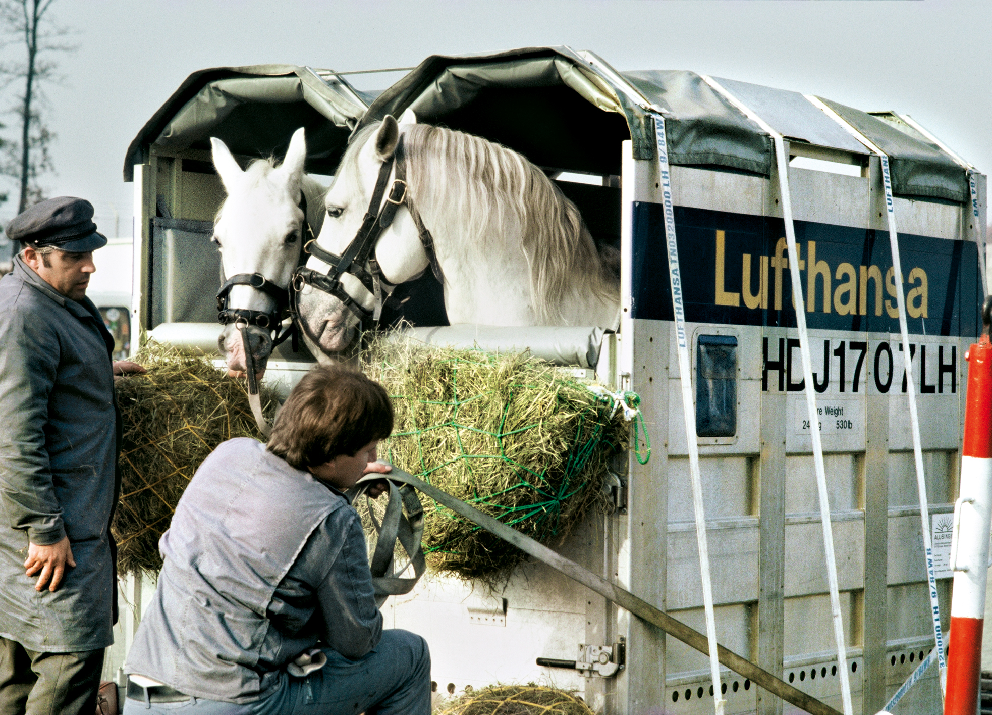 Gern gesehene Gäste: Lufthansa ist spezialisiert auf Tier-, insbesondere Pferdetransporte.